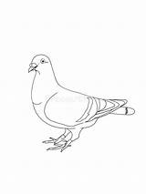 Cartoon Pigeon Drawing Illustration Background Coloring sketch template