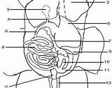 Pig Fetal Diagram Labeled Template sketch template