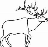 Caribou Colorat Caribu Tundra Cerb Desene Animaux Planse Gifgratis Gadgets Prend Codes sketch template