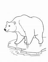 Bear Coloring Pages Printable Bears Color Polar Kids sketch template