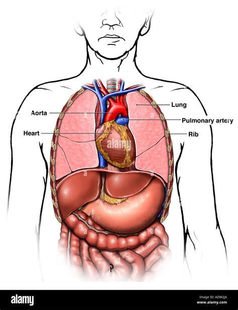 anatomie des thorax brustkorb organe stockfotografie alamy