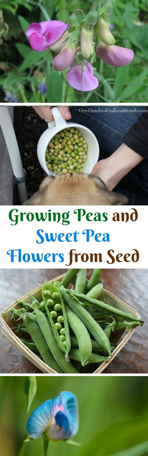 dig   dinner growing peas  sweet pea flowers  seed