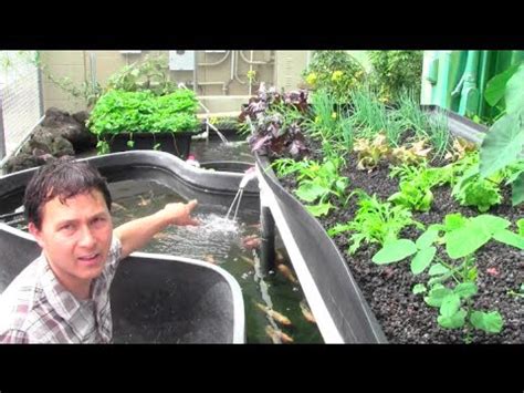 aquaponics   works   aquaponic setup