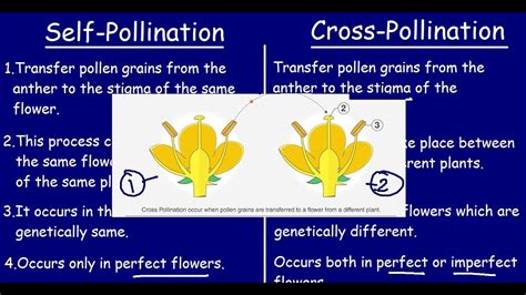 Self Pollination And Cross Pollination Quick 5 Min Differences