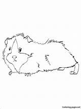 Guinea Pig Coloring Pages Drawing Pigs Printable Cute Colouring Kleurplaten Crafts Cavia Outline Books Kids Animal Color Drawings Print Visit sketch template