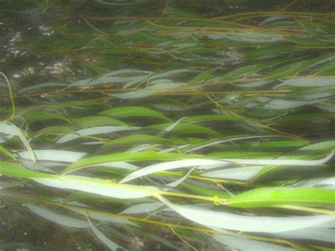 willow stream  iavas  deviantart