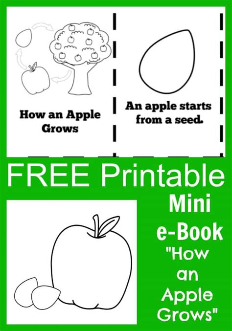 apple life cycle printable  book  kids