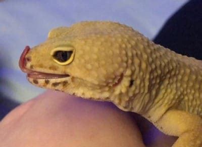 leopard geckos lick  nose reptile jam