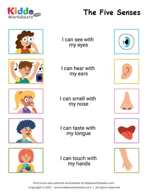 printable  senses worksheet kiddoworksheets