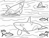 Marine Mammals sketch template
