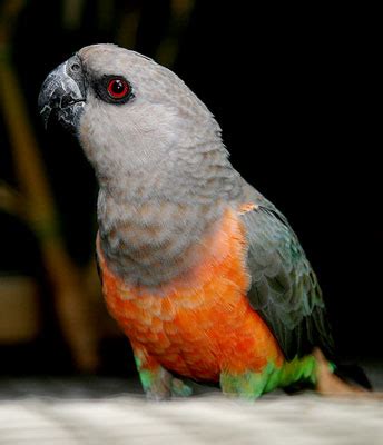 red bellied parrot facts pet care personality price pictures