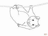 Hamster Coloring Pages Cute Printable Hanging Drawing Realistic Rope Hamsters Dwarf Color Getdrawings sketch template