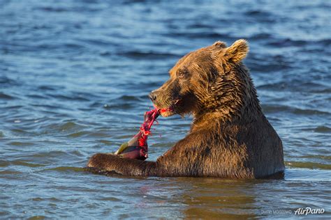 bear eating  fish