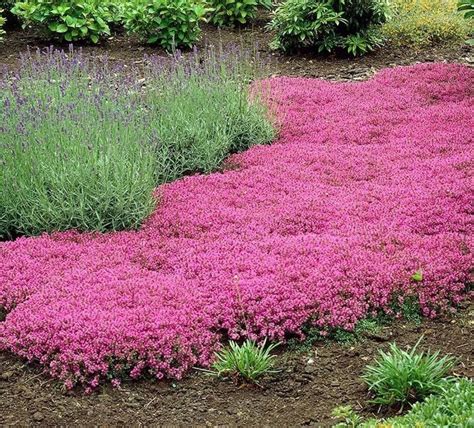 flowering ground covers  sun creeping thyme ground cover