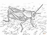 Grasshopper Coloring Pages Lubber Eastern Ant Print Grasshoppers Search Kids Learn Again Bar Case Looking Don Use Find Top Library sketch template