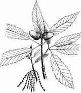 Chestnut Tree Coloring Pages Drawing Printable Supercoloring Leaf Getdrawings sketch template