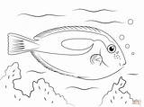 Coloring Pages Fish Trout Tang Blue Rainbow Tropical Drawing Printable Supercoloring Template Colorings Halibut Ocean Getcolorings Color Sketch Getdrawings Kids sketch template