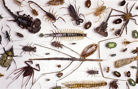 insect collection stock image  science photo library