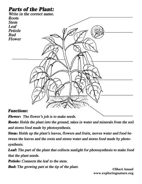 label  parts   plant exploring nature educational resource