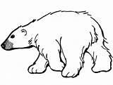 Oso Urso Izquierda Caminando Colorear Desenho sketch template