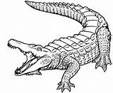 Crocodile Alligator Head Coloring Drawing Pages Crocodiles Sketch Fevers Dreams Getdrawings Skin Croc Template sketch template