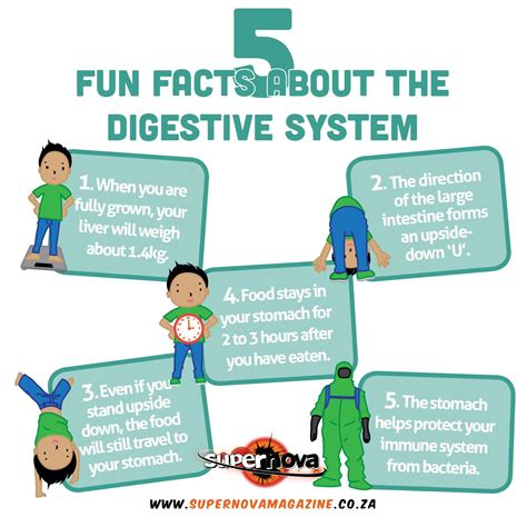 digestive system fact