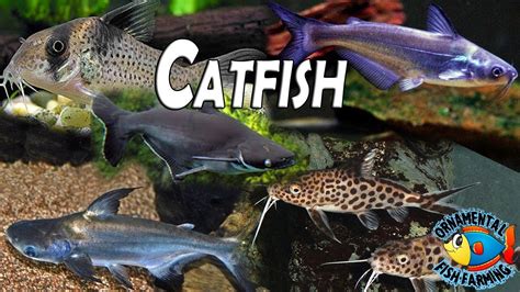 varieties  freshwater catfish  shown   video tropical