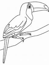 Toucan Coloring Pages Sitting Visit Color sketch template