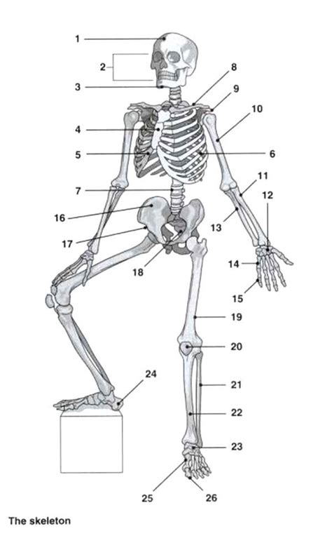 skeleton anatomi coloring pages bulk color medical anatomy anatomy