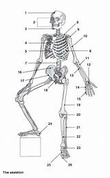 Anatomy Coloring Bones sketch template