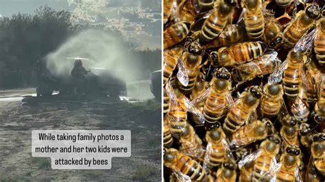 Man Rushed To Hospital After Bees Attack In Paradise Valley