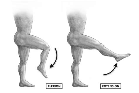crossfit movement  joints part   knee