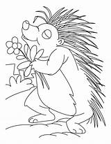 Porcupine Coloring Pages Printable Flower Loving Kids Popular sketch template