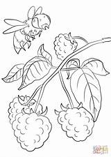 Coloring Pages Raspberry Branch Drawing sketch template