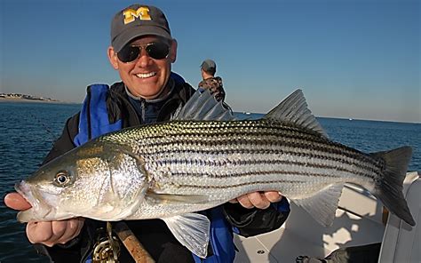 striped bass wed  pay attention marine fish conservation network