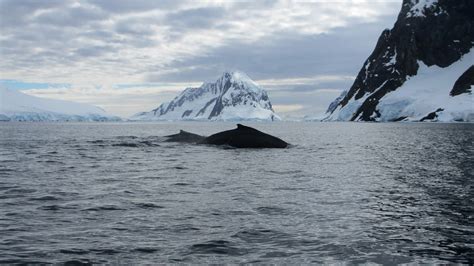 humpbackback kees zwaan flickr