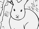 Coloring Arctic Hare Pages Getcolorings sketch template