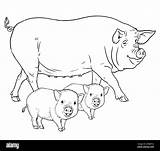 Pig Alamy Piglets sketch template