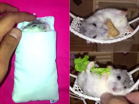 hamsters that prove hammocks make them more optimistic