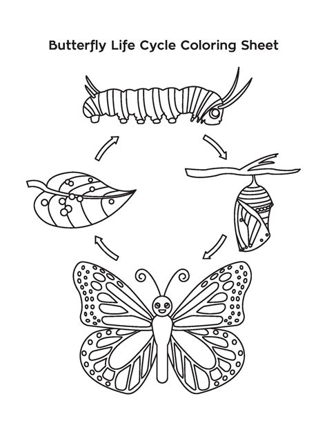 meeting  butterfly life cycle coloring sheet butterfly life cycle