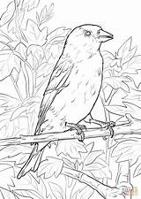 Coloring Goldfinch Pages Eastern Hampshire Finch American 1020 1440px 59kb Drawings Getcolorings Template Fresh Purple sketch template