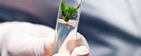 plant tissue culture  short overview lab associates