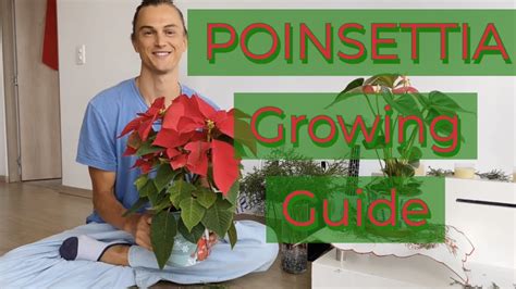 poinsettia growing guide tutorial youtube