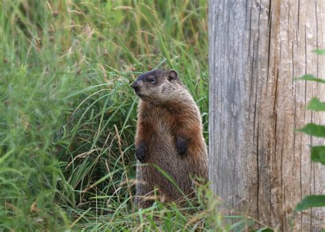 Woodchuck Vs Groundhog What S The Difference Terminix