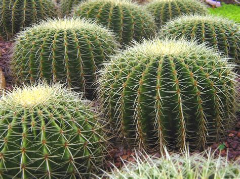 cactus link collection masaru kaido