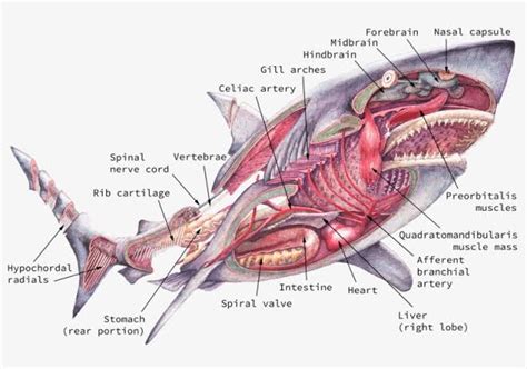 shark anatomy part