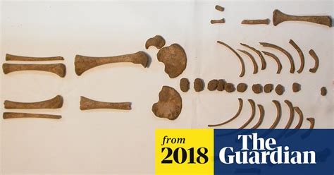 evidence in the bones reveals rickets in roman times archaeology