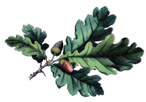 antique botanical image oak leaves  acorns  graphics fairy