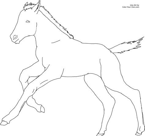 foal horses colouring pages