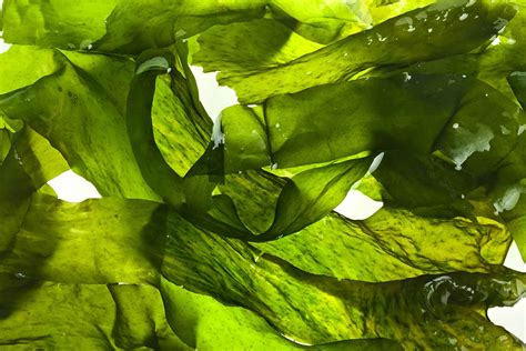 seaweed goa ventures